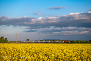 Through the golden fields, by Antonio Vivallos-Bijelić. Antonio is a surveying engineer from Croatia